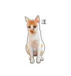 porkcat（個別スタンプ：5）