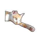porkcat（個別スタンプ：6）