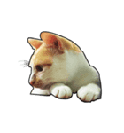 porkcat（個別スタンプ：7）