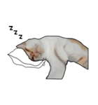 porkcat（個別スタンプ：8）