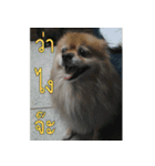 Slang Humor photos V.2（個別スタンプ：1）