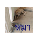 Slang Humor photos V.2（個別スタンプ：12）