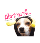 Teemo Ver.1（個別スタンプ：3）