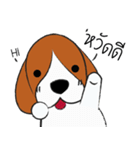 Chalee Beagle（個別スタンプ：11）