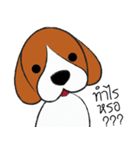 Chalee Beagle（個別スタンプ：21）