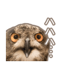 Qowl（個別スタンプ：2）