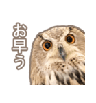 Qowl（個別スタンプ：3）