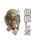 Qowl（個別スタンプ：5）