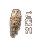 Qowl（個別スタンプ：6）