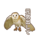 Qowl（個別スタンプ：8）