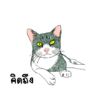 ZaaMeawthai（個別スタンプ：13）