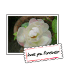 Greetings card with flowers photo（個別スタンプ：4）