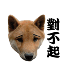 Little Shiba Inu（個別スタンプ：1）