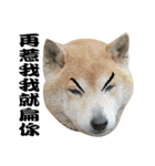 Little Shiba Inu（個別スタンプ：2）