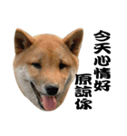 Little Shiba Inu（個別スタンプ：3）