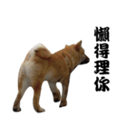 Little Shiba Inu（個別スタンプ：4）