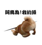 Little Shiba Inu（個別スタンプ：5）