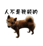 Little Shiba Inu（個別スタンプ：6）