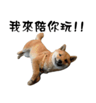 Little Shiba Inu（個別スタンプ：7）
