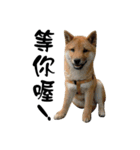 Little Shiba Inu（個別スタンプ：8）