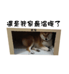 Little Shiba Inu（個別スタンプ：10）