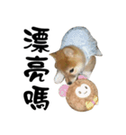 Little Shiba Inu（個別スタンプ：11）