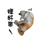 Little Shiba Inu（個別スタンプ：12）