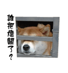 Little Shiba Inu（個別スタンプ：13）