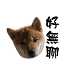 Little Shiba Inu（個別スタンプ：14）