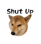 Little Shiba Inu（個別スタンプ：15）