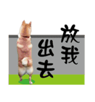 Little Shiba Inu（個別スタンプ：16）