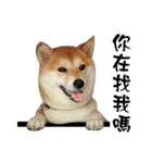Little Shiba Inu（個別スタンプ：17）