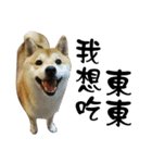 Little Shiba Inu（個別スタンプ：18）