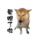 Little Shiba Inu（個別スタンプ：19）