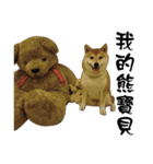 Little Shiba Inu（個別スタンプ：20）