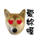 Little Shiba Inu（個別スタンプ：24）