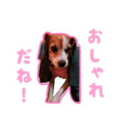 うちの「わむこ」2（個別スタンプ：5）
