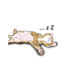 little cat mayn version sticker（個別スタンプ：2）