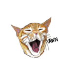 little cat mayn version sticker（個別スタンプ：3）