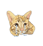 little cat mayn version sticker（個別スタンプ：8）