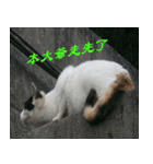 Cute cat two or three things（個別スタンプ：7）