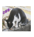 Cute cat two or three things（個別スタンプ：9）