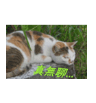 Cute cat two or three things（個別スタンプ：12）