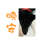 HI BLACK DOG（個別スタンプ：3）