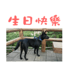 HI BLACK DOG（個別スタンプ：8）