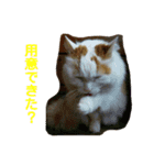 ライニャー（個別スタンプ：3）