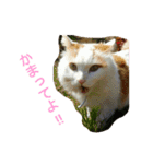ライニャー（個別スタンプ：5）