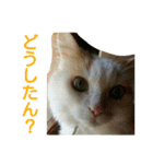 ライニャー（個別スタンプ：7）