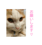 ライニャー（個別スタンプ：8）
