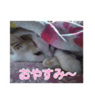 ライニャー（個別スタンプ：11）